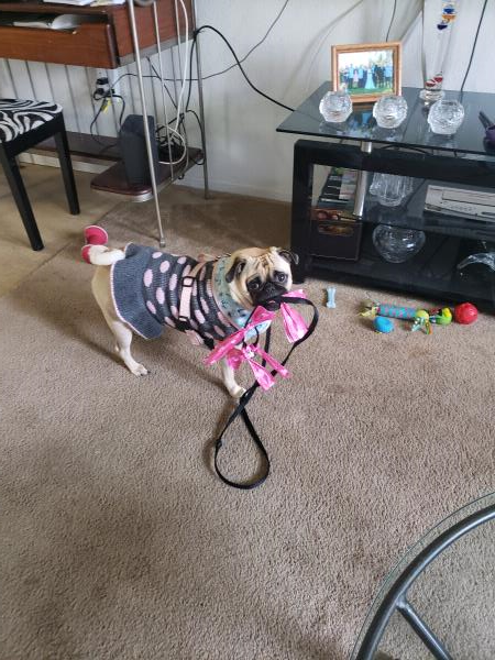 /images/uploads/pug nation rescue of los angeles/pugnation2024/entries/30917thumb.jpg